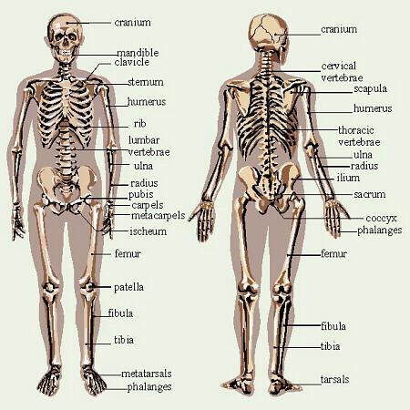 Anatomy Skeleton Diagram