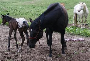 Sire, Dam and Foal