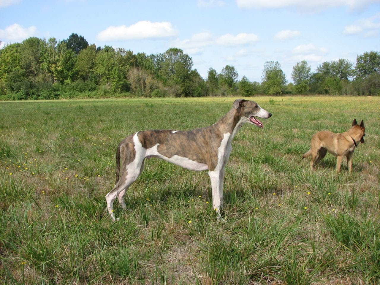 Aragon Greyhounds Coat Color in Greyhounds
