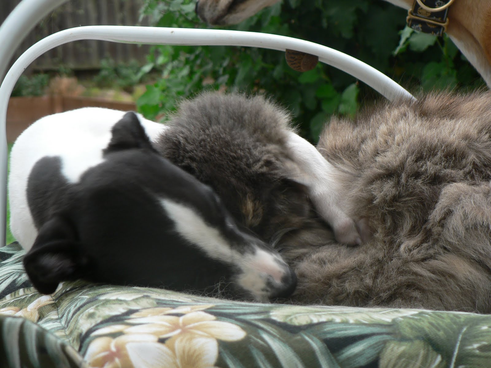 Aragon Greyhounds Greyhounds and Cats