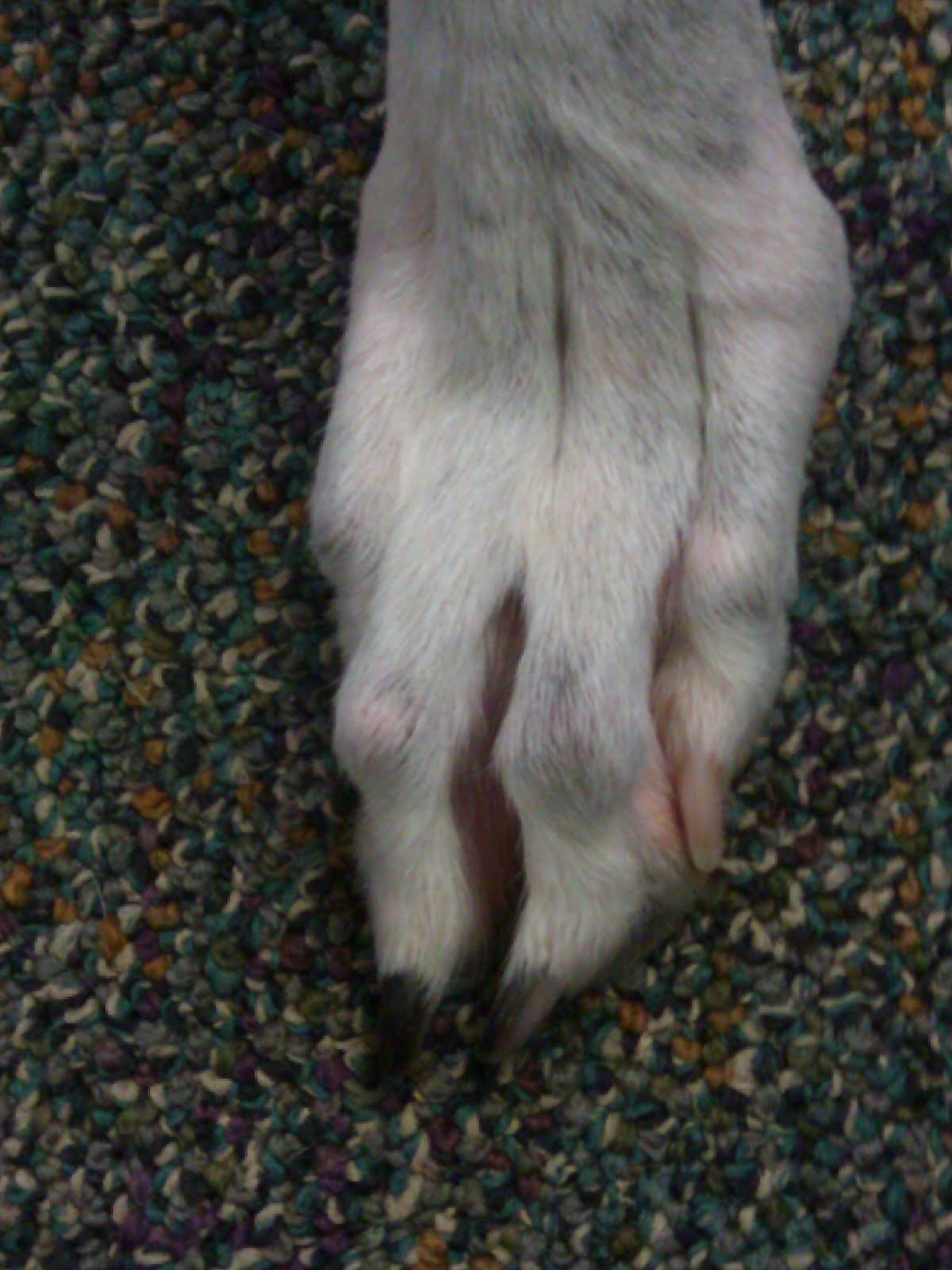 Aragon Greyhounds Greyhound Toe Injuries