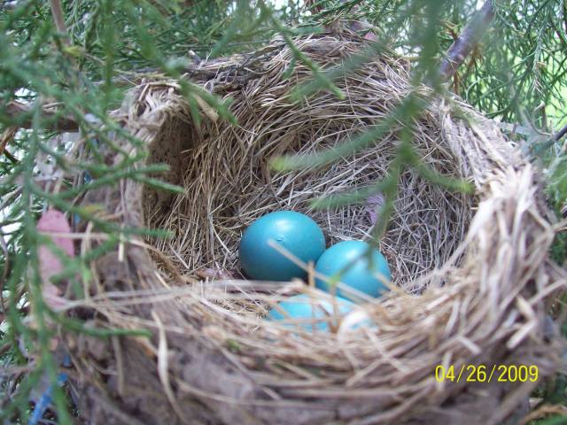 [Bird+Eggs+4-26-09.jpg]