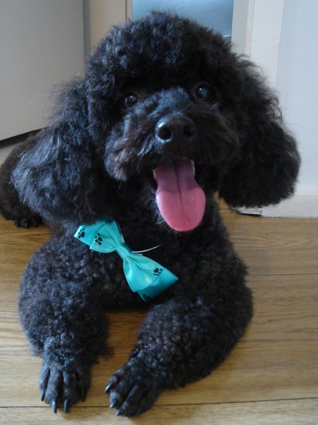 Fred da Priscila Mesquita