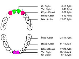 İNCİ NİN İNCİLERİ