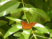 CHOCOLATE PANSY