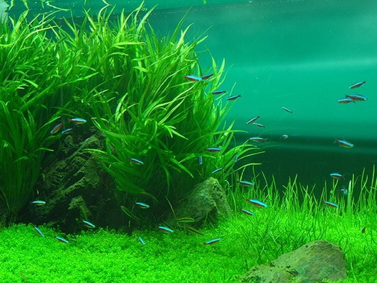 Otak kecil di hati ku TAMAN AKUARIUM