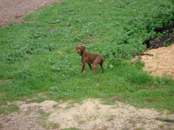 Braco Vizla una maquina de la caza (Niebla).