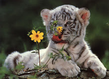 Baby White Tiger