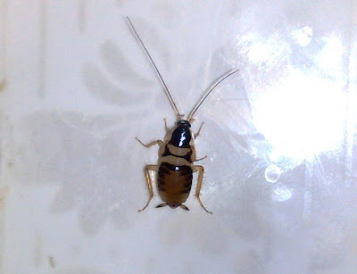 A Thinking Cockroach. Close-Up Mode.