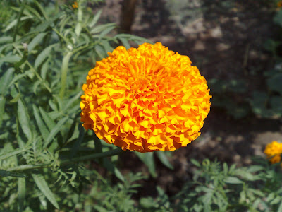 Unknown Yellow Flower 3