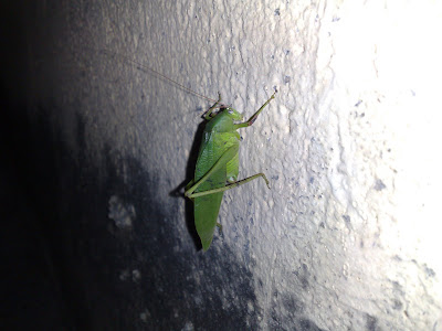 A rare Green Grasshopper