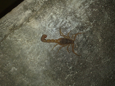 Scorpion No.2
