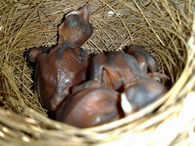 Chicks of Red-Vented Bulbul