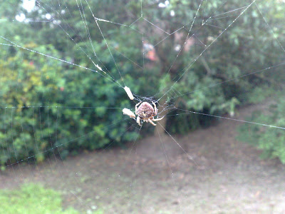 Weird Looking Spider