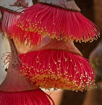 [flower4.jpg]