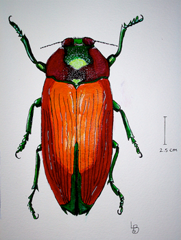 [beetle2.png]
