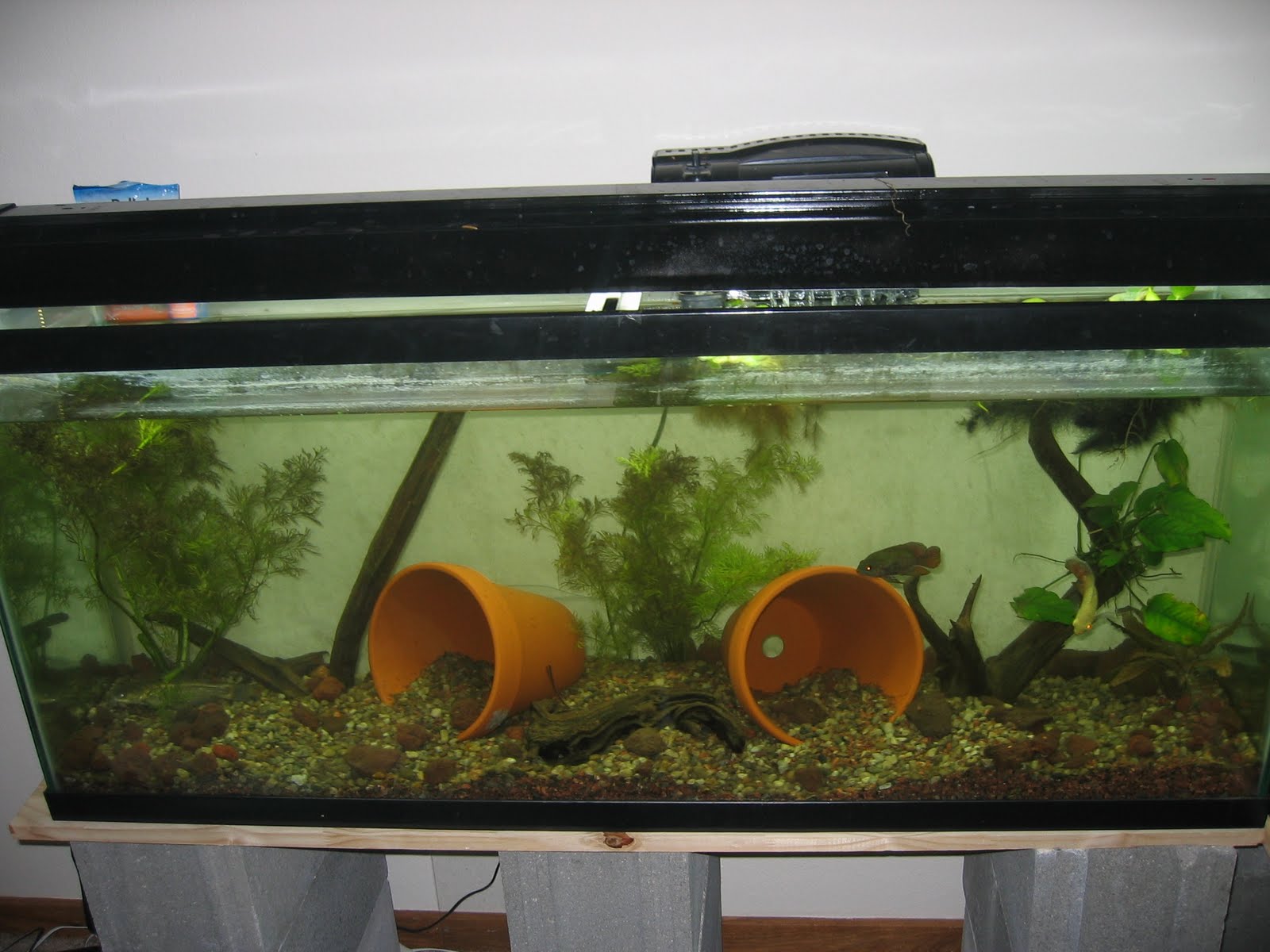 adventures with aquariums