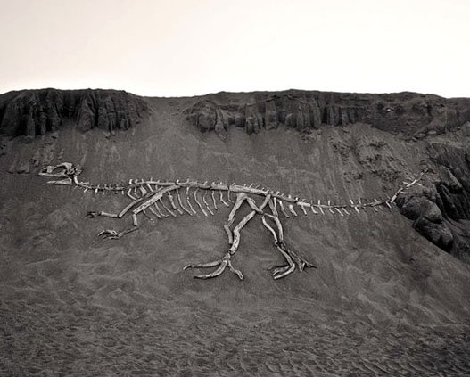 [schelet+de+dinozaur.jpg]