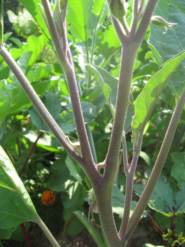 Fresh is Best Eggplant of a different color