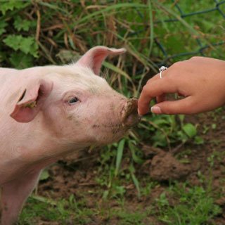 Are the pigs behind it?