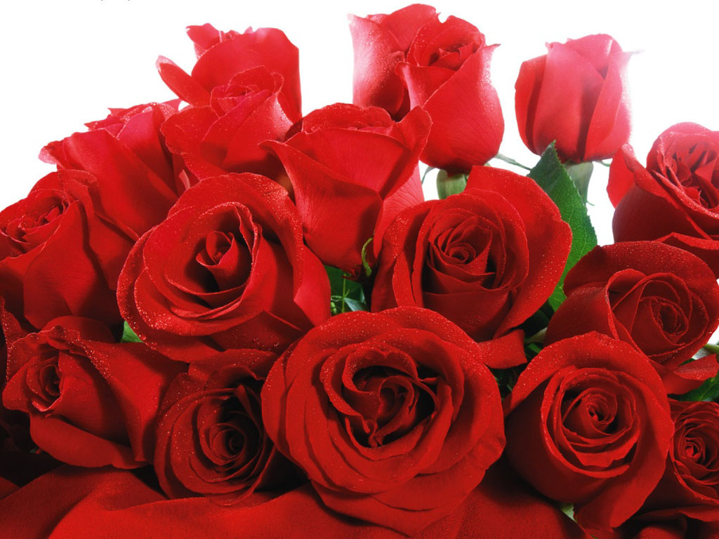 [rosas-vermelhas.jpg]