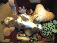 Roxy found the Toy Box