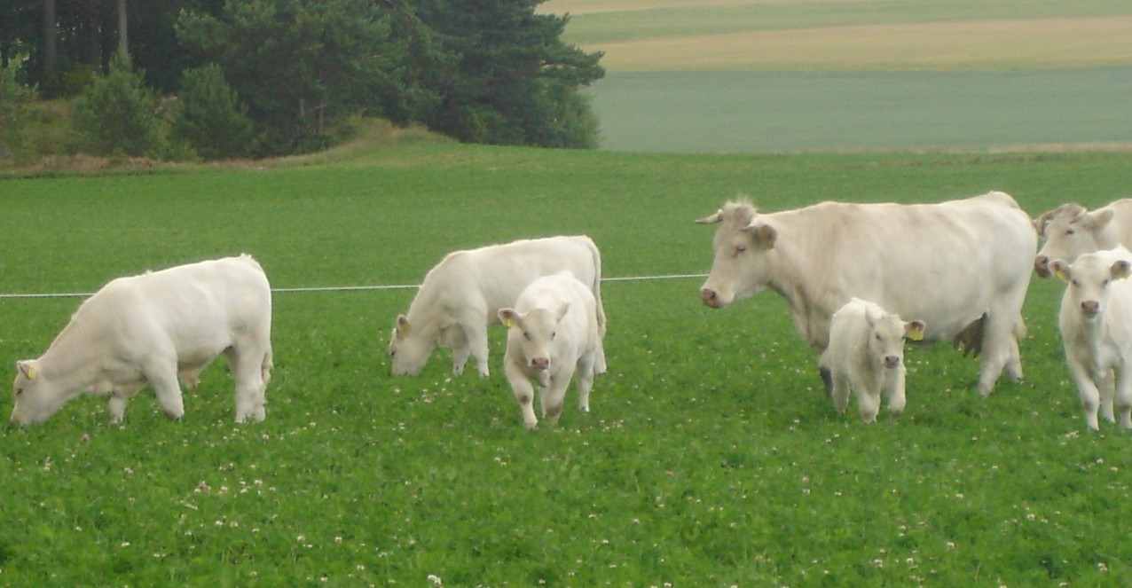 [charolais4_080713.jpg]