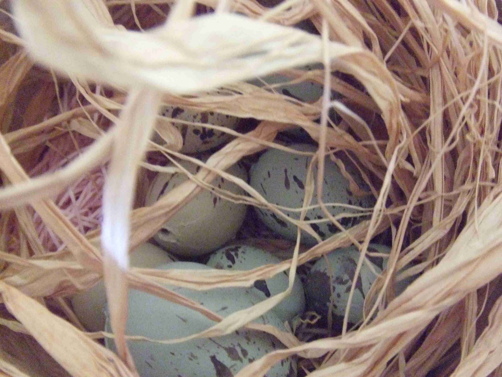 [7inside+bird+box.JPG]