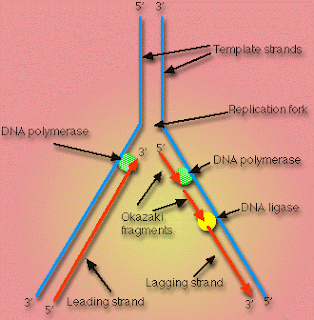 DNA Replication and Transcription