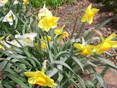 My Daffodils!
