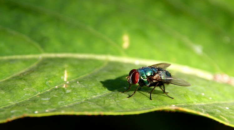 Lalat dan Kehidupan. 2009