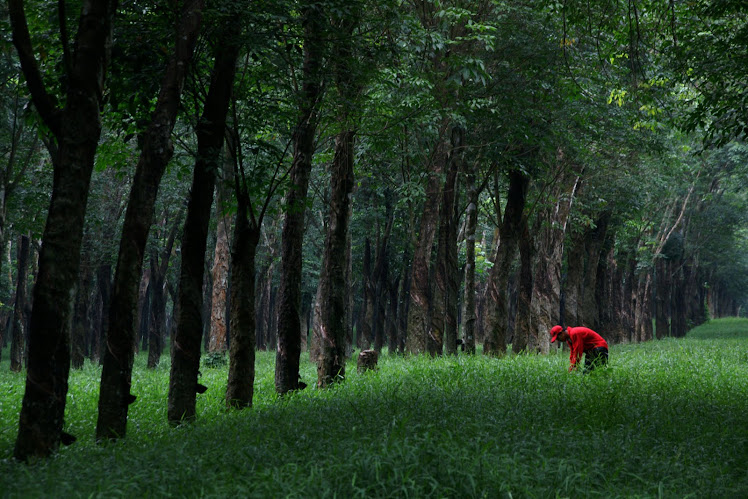 Mencari Rumput. 2008