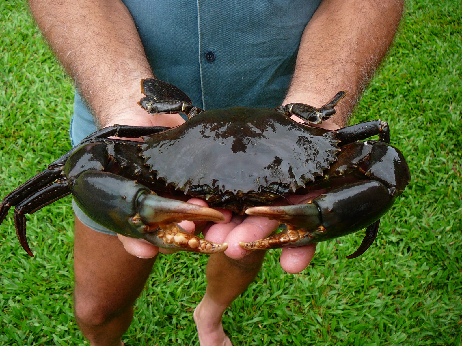 Singaporean Food polandball