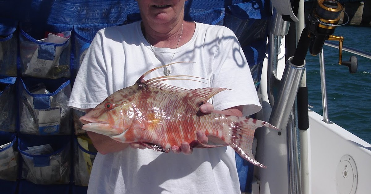 Fishing the Florida Keys with Captain Dallas Tisdale Hogfish or Hog