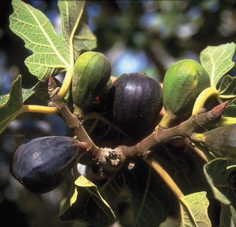 Fig Tree Israel