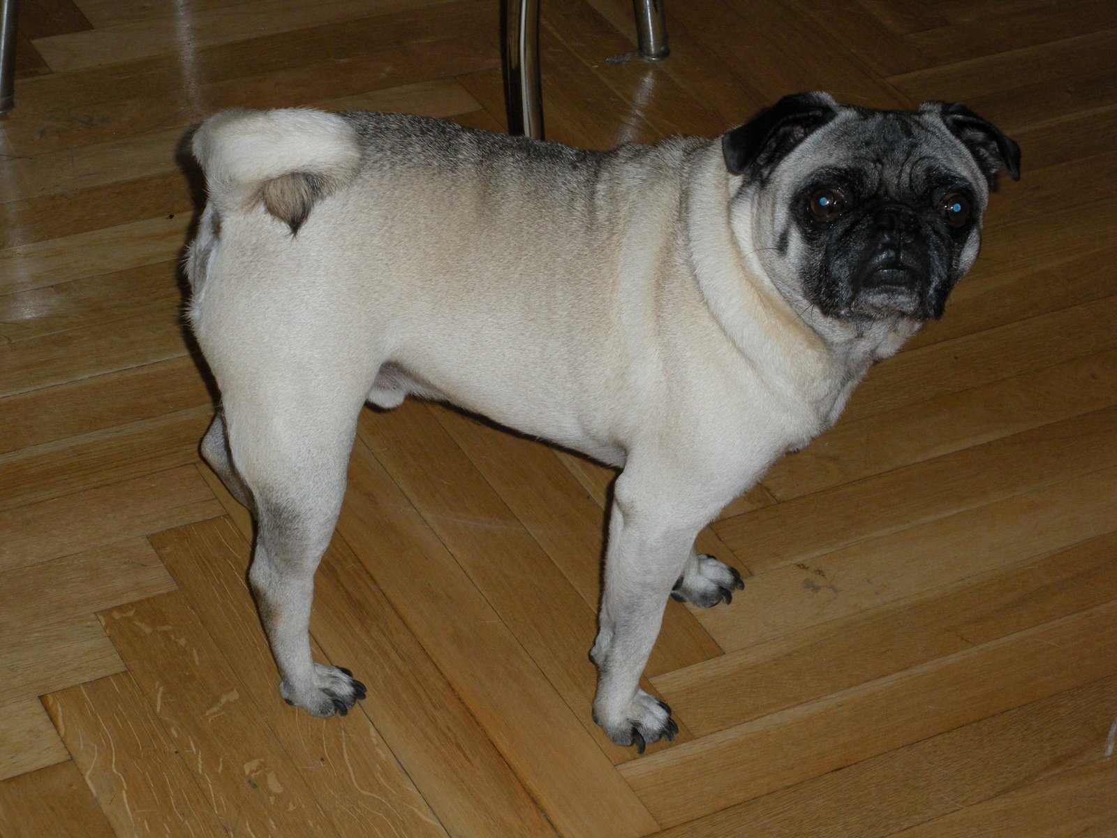 [Scooter+Profile.JPG]