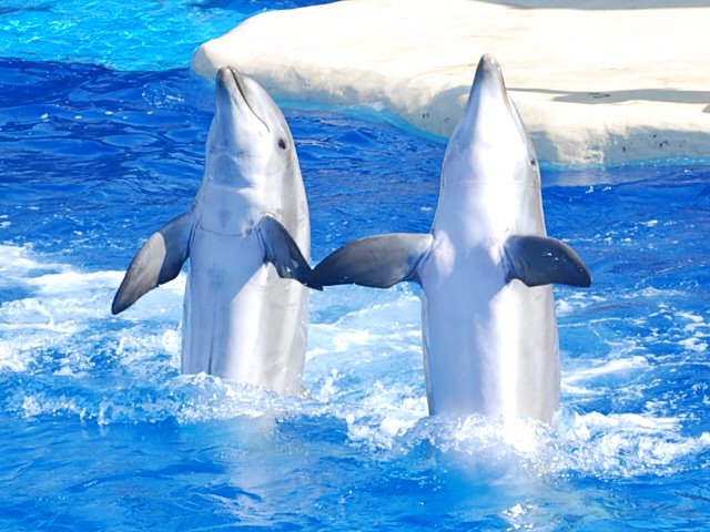 [CSC_1107.JPG]