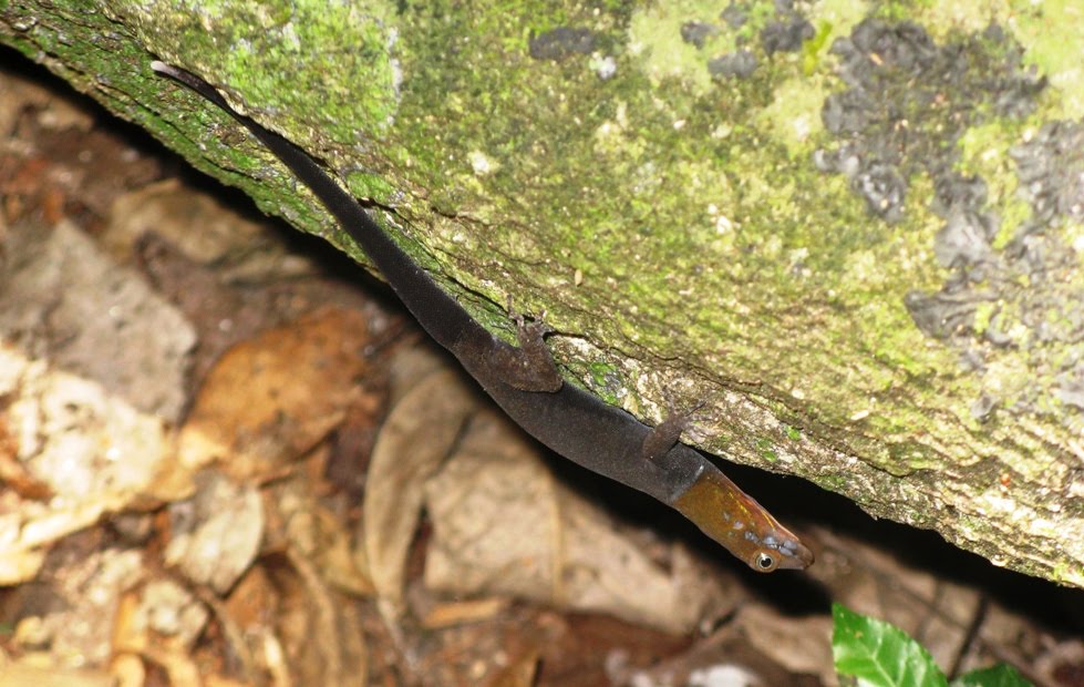 [8++Tayrona+(263)b.jpg]