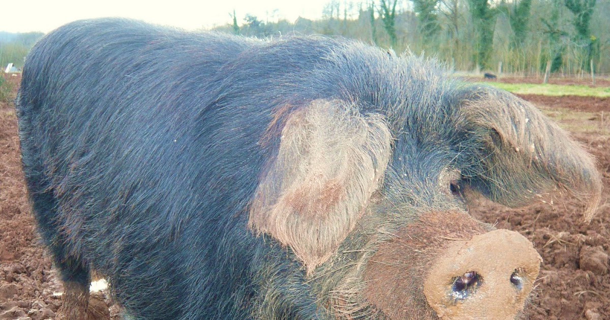 The trouble with truffles.......