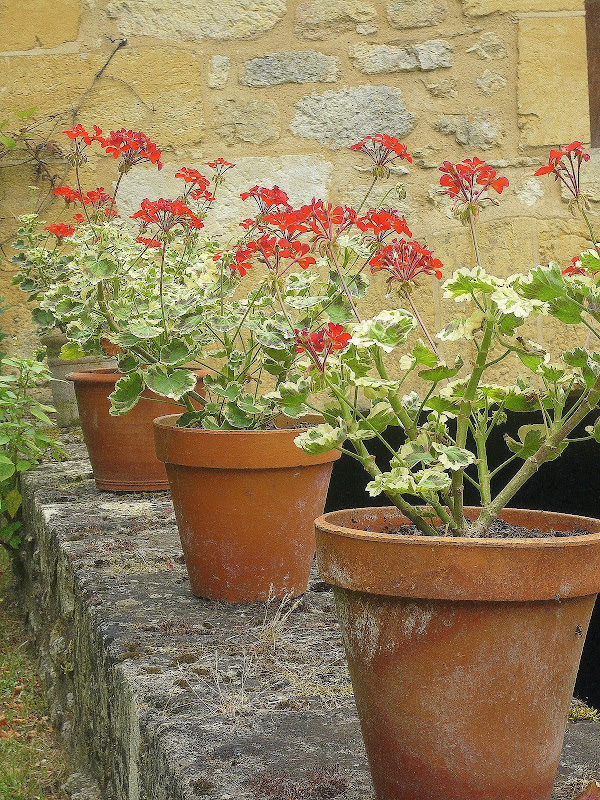 How Often Should You Water Geraniums In Pots - How To Water Geraniums In Pots
