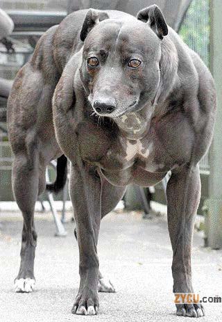 Perro musculoso