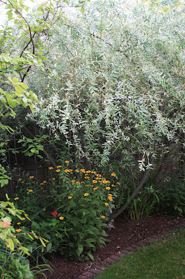Gardening And Gardens Dappled Willow