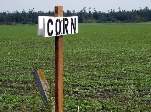 [corn.JPG]