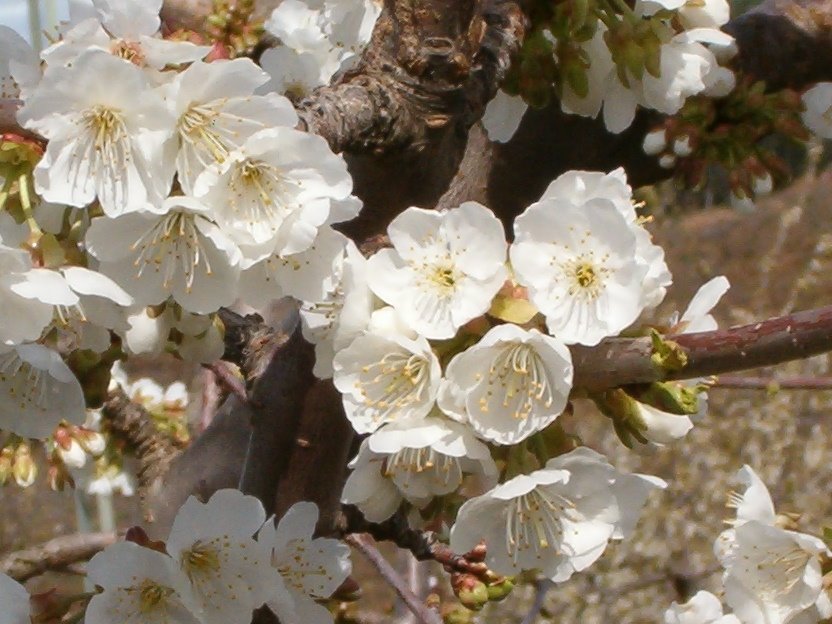 [flor.JPG]