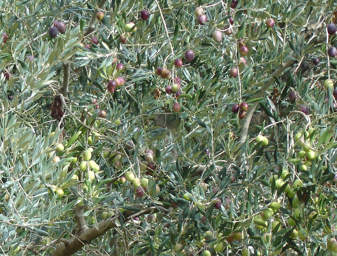 olivier en Novembre