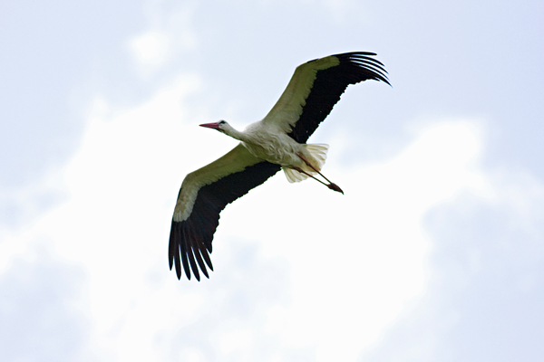 [Stork1.jpg]