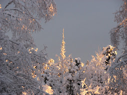 Beauty in Fairbanks