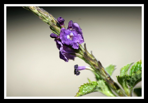 [Purple+bloom.jpg]