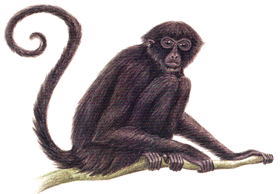 Ateles Fusciceps