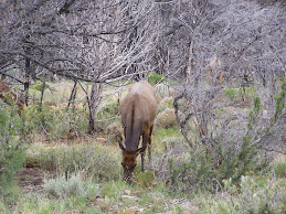 Elsie The Elk!